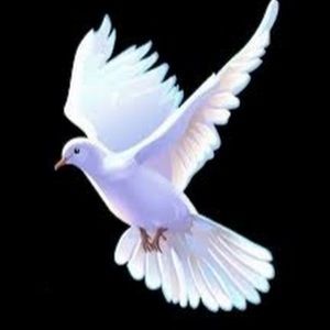 Meet your Posher, Senateur